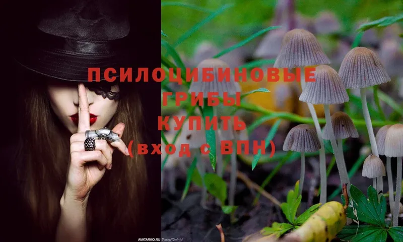 Псилоцибиновые грибы Psilocybe  mega ссылка  Магадан  даркнет сайт 